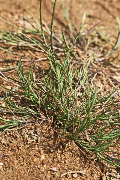 Parapholis filiformis, flora di Sardegna